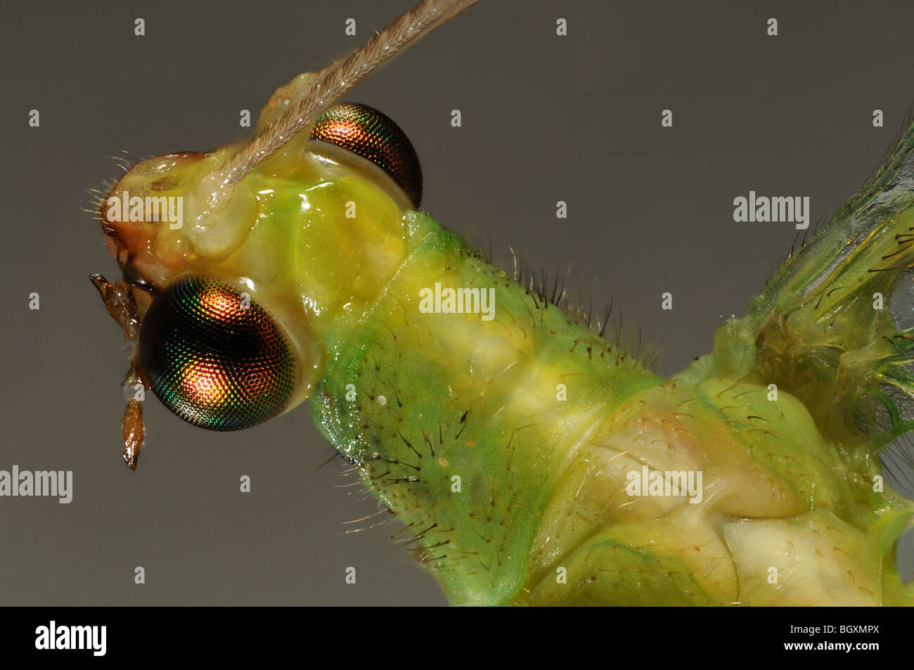 The head of a lacewing Chrysoperla rufilabris in extreme close up Stock Photo