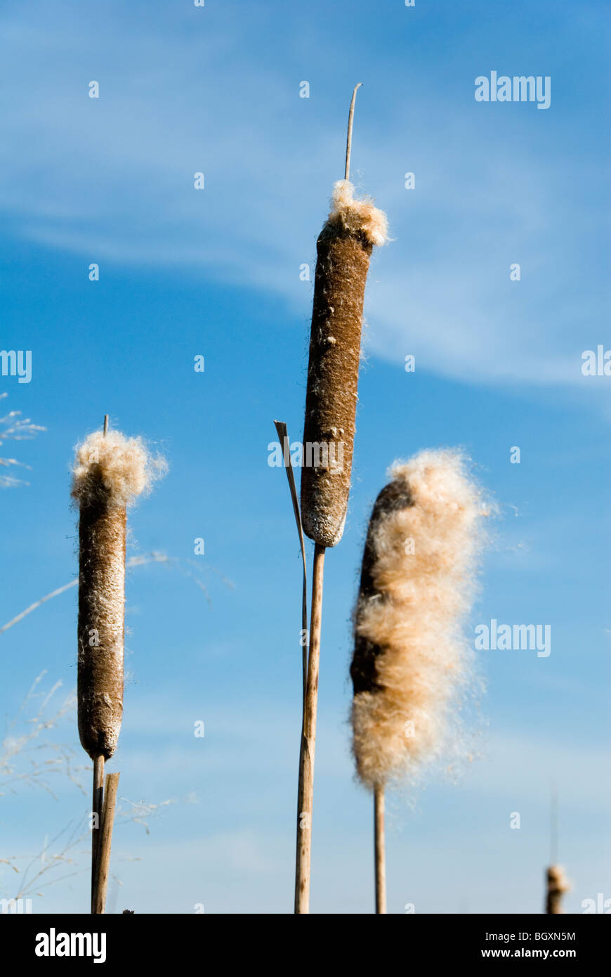 Cattail Stock Photo