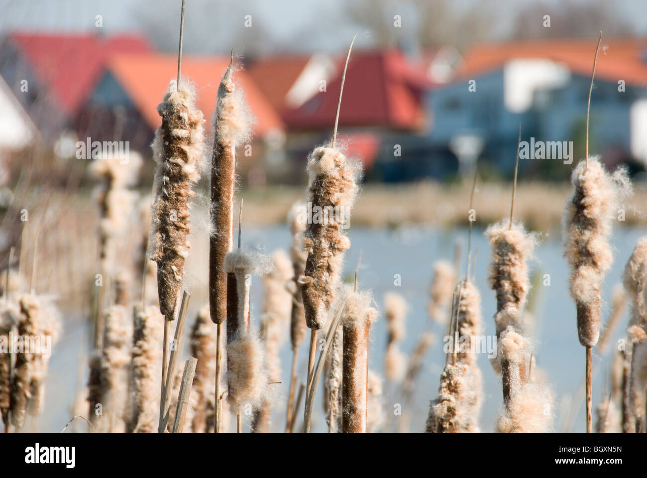 Cattail Stock Photo