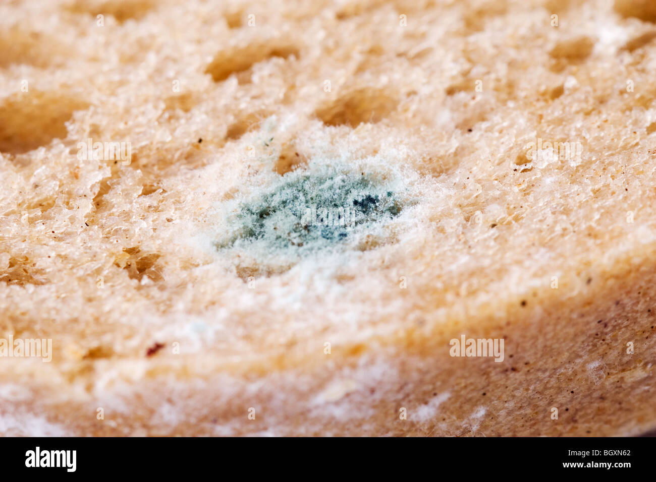 mold stain Stock Photo