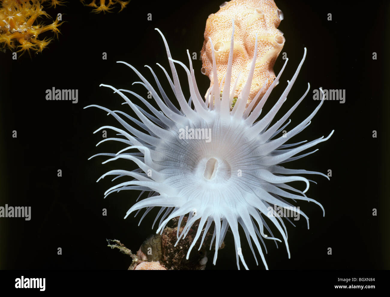 Mouth of White-spotted Rose Anemone (Tealia lofotensis). Channels Island, California, Pacific Ocean Stock Photo