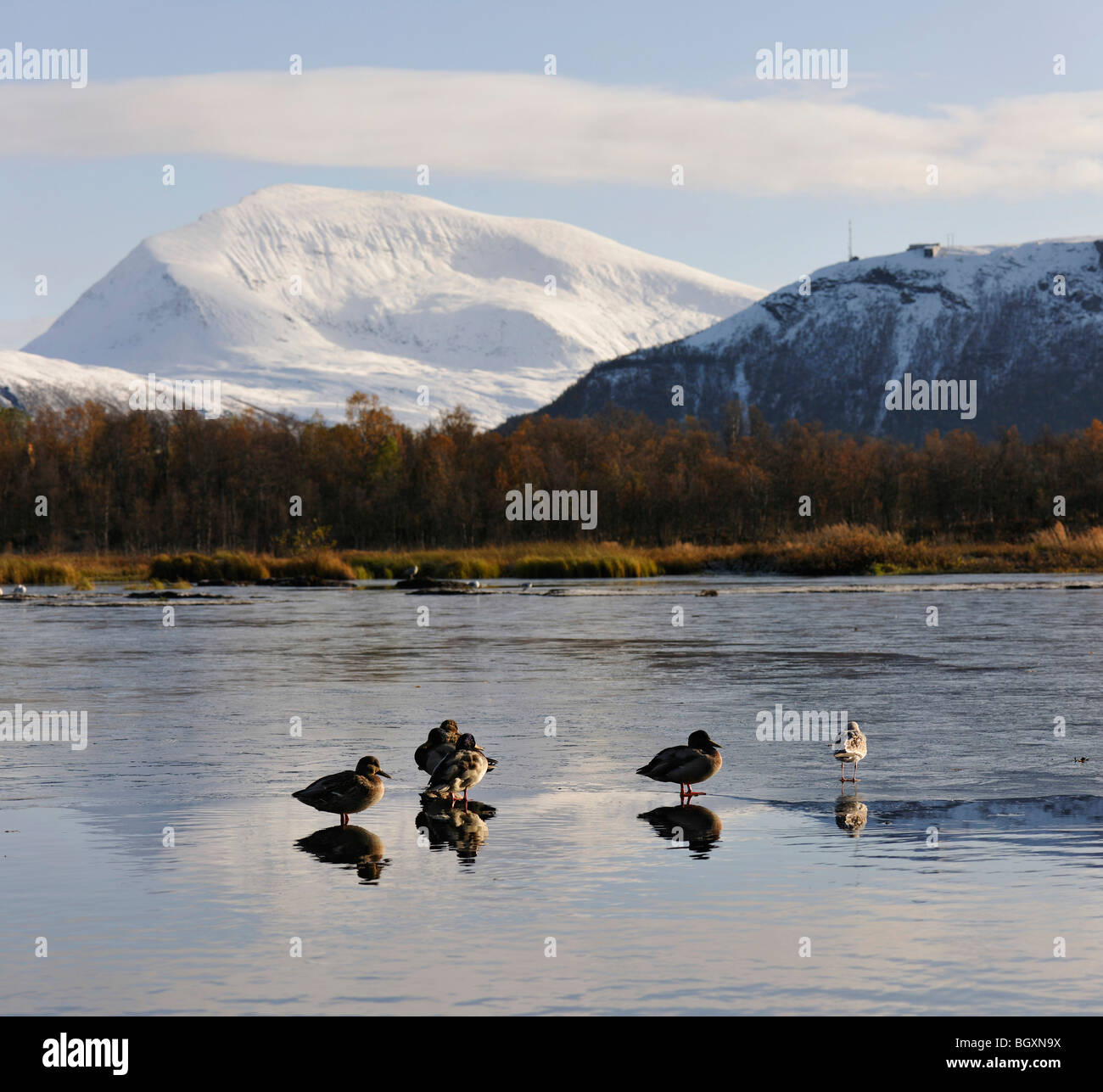 Mallard ducks and a seagullon a thin surface of ice on a lake. Reflections, mirror images, of the birds. Tromso, North Norway. Stock Photo