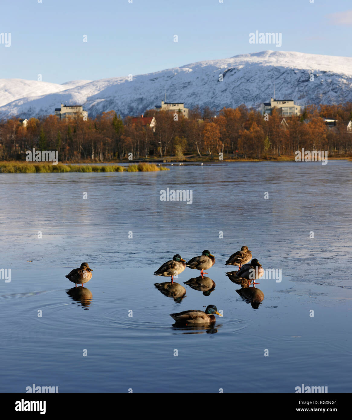 Mallard ducks on a thin surface of ice on a lake. Reflections, mirror images, of the birds. Tromso, North Norway Stock Photo