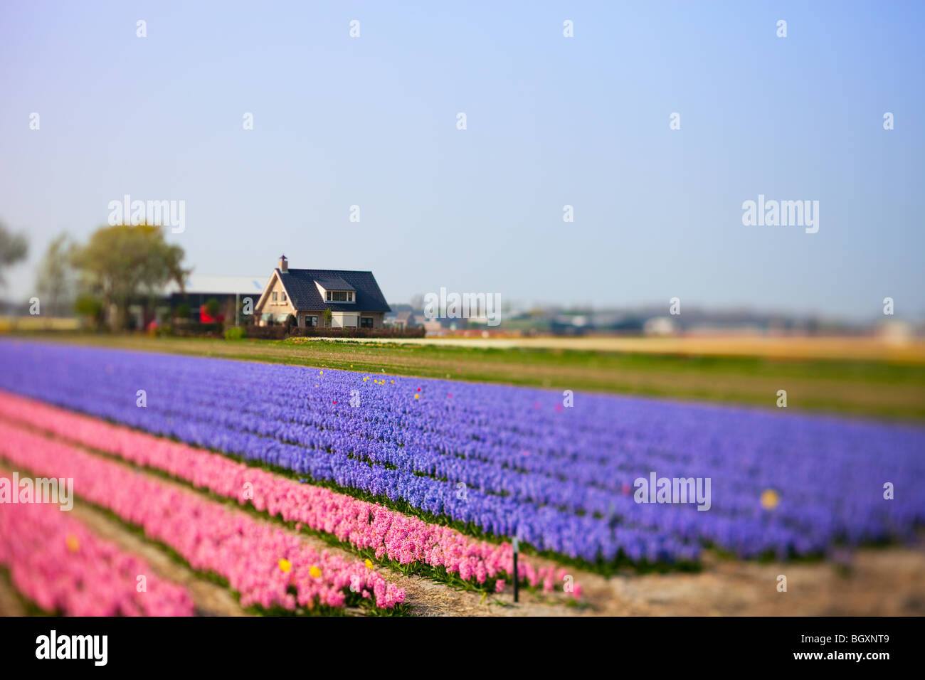Flower Field and House Stock Photo Alamy