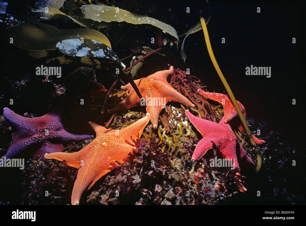 Bat Stars (Patiria miniata) grazing on kelp holdfasts Stock Photo