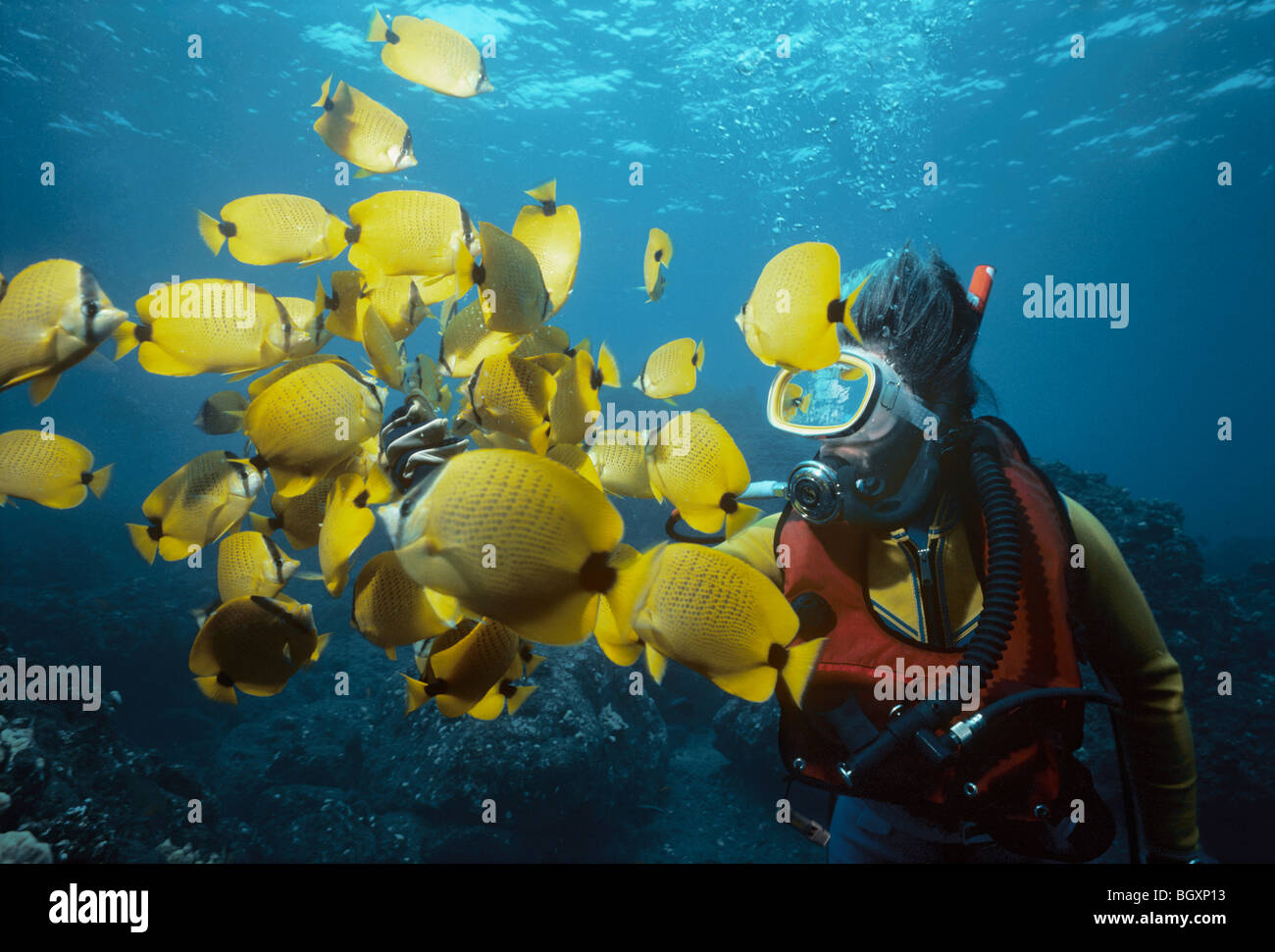 Diver surrounded by Lemon Butterflyfish (Chaetodon millaris). Stock Photo