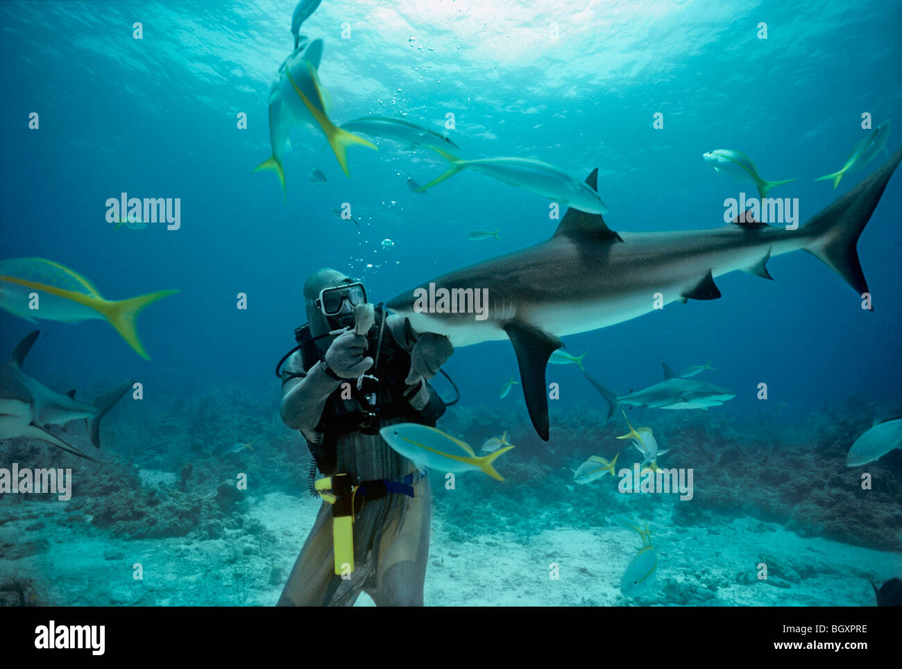 Shark handler feeds Caribbean Reef Shark (Carcharhinus perezi). Stock Photo