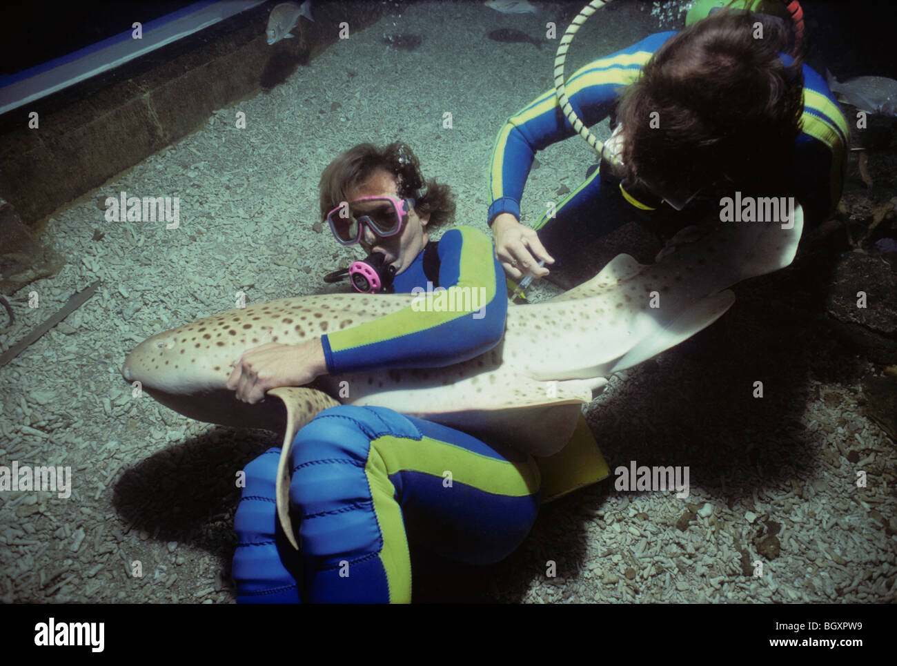 Aquarium Scientists inject antibiotic into Leopard Shark (Stegostoma fasciatum) Stock Photo