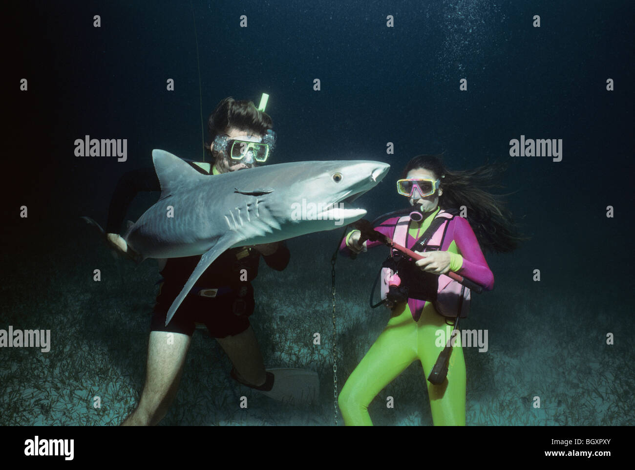 Divers remove long-line fishing hook from Tiger Shark (Galeocerdo cuvier) Stock Photo