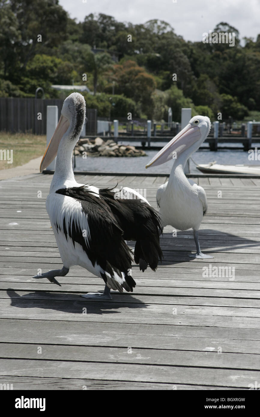 pelicans in australia Stock Photo - Alamy