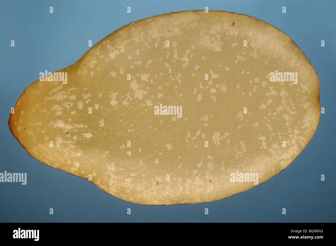 Seed germinate microscope hires stock photography and images Alamy