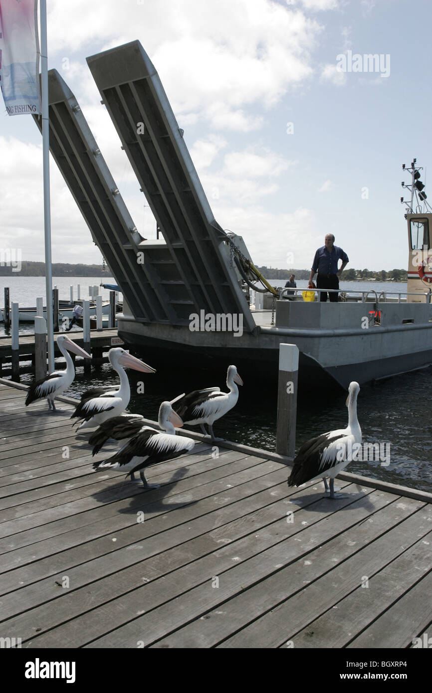 pelicans in australia Stock Photo - Alamy