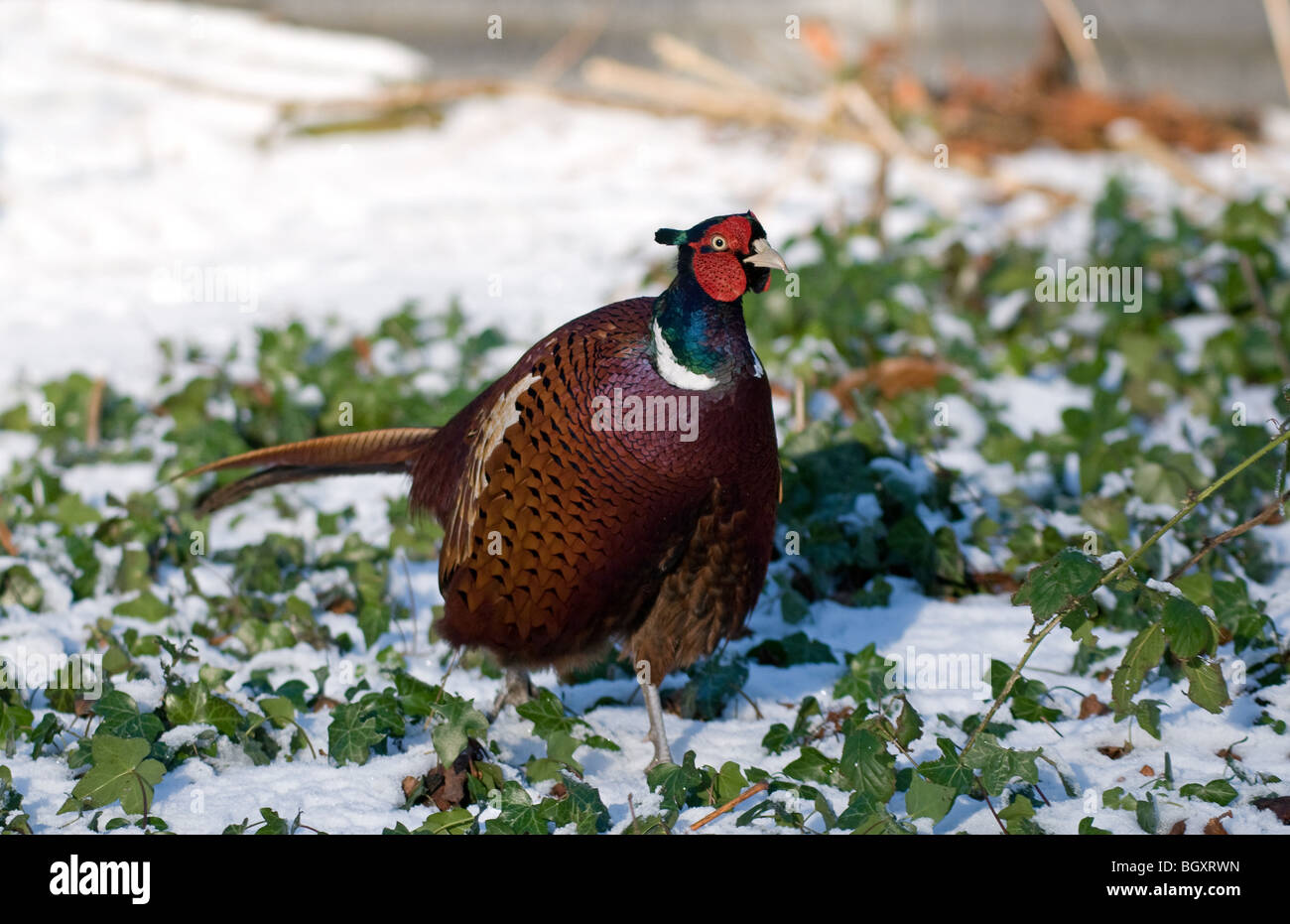 Pheasant in snow Stock Photo - Alamy