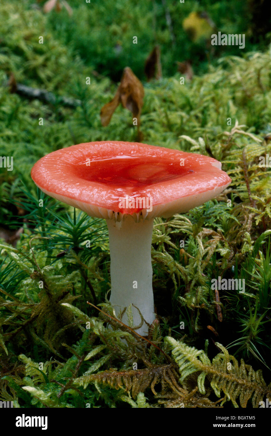 Mushroom catches rain water, Katami National Park, Alaska Stock Photo