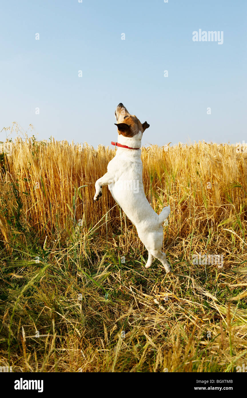 Dog jumping in a wheat field Stock Photo