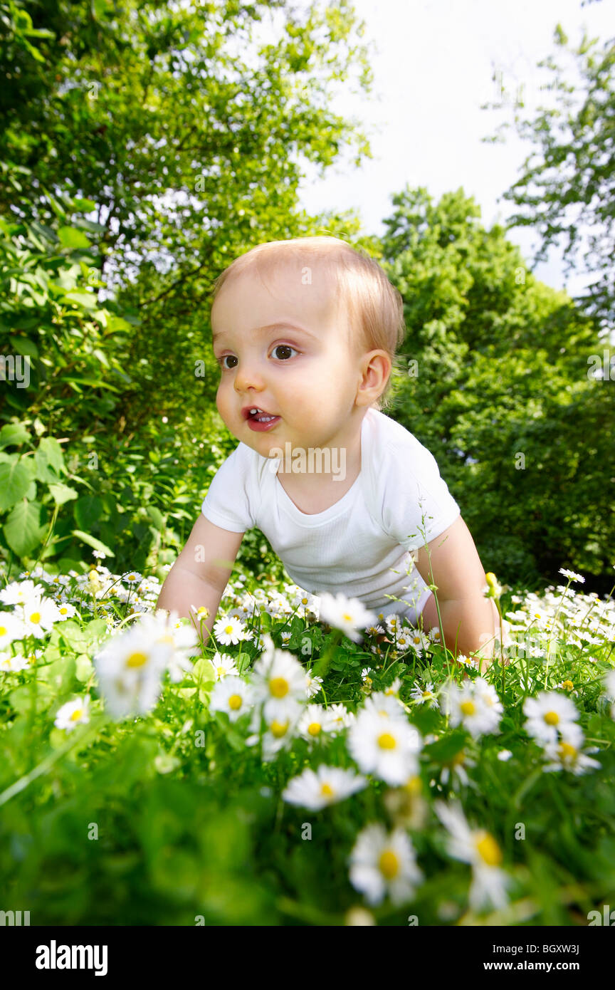 Baby boy in the daisies Stock Photo
