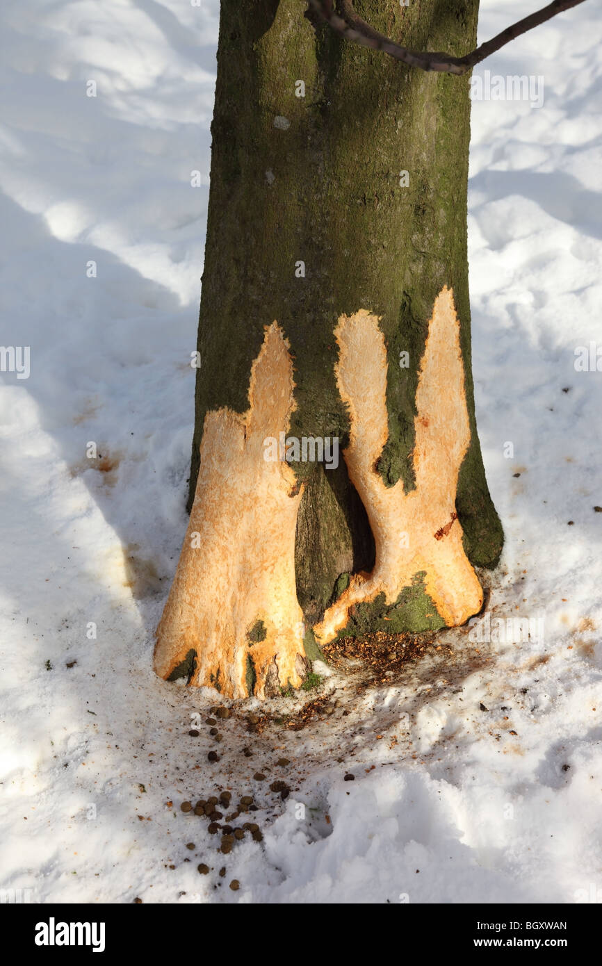 Tree Damage Caused by Rabbits Gnawing the Bark During an Extended Period of Harsh Winter Weather Stock Photo