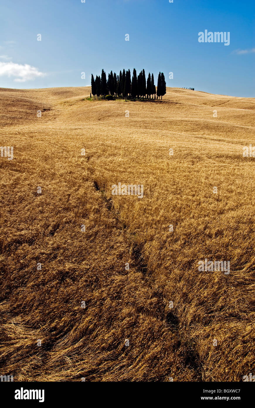 cypress forest in a field of wheat in Tuscany Stock Photo