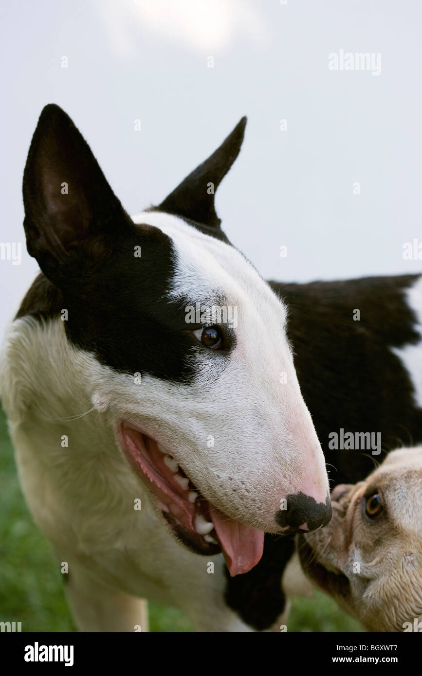 Encounter between Bull Terrier and French Bulldog Stock Photo