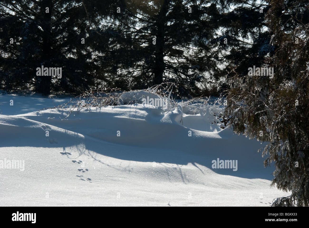 Rabbit-tracks cross a frost-encrusted snowdrift amid evergreens Stock Photo