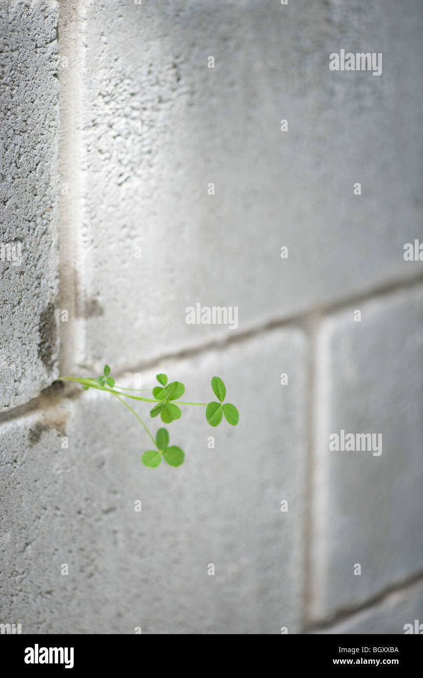 Weed growing out from crack in wall Stock Photo - Alamy