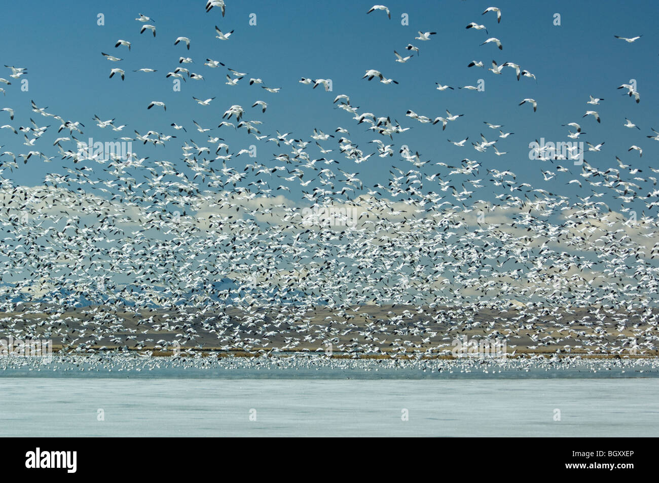 A swarm of Snow geese(Chen caerulescens) take flight at Freezeout Lake