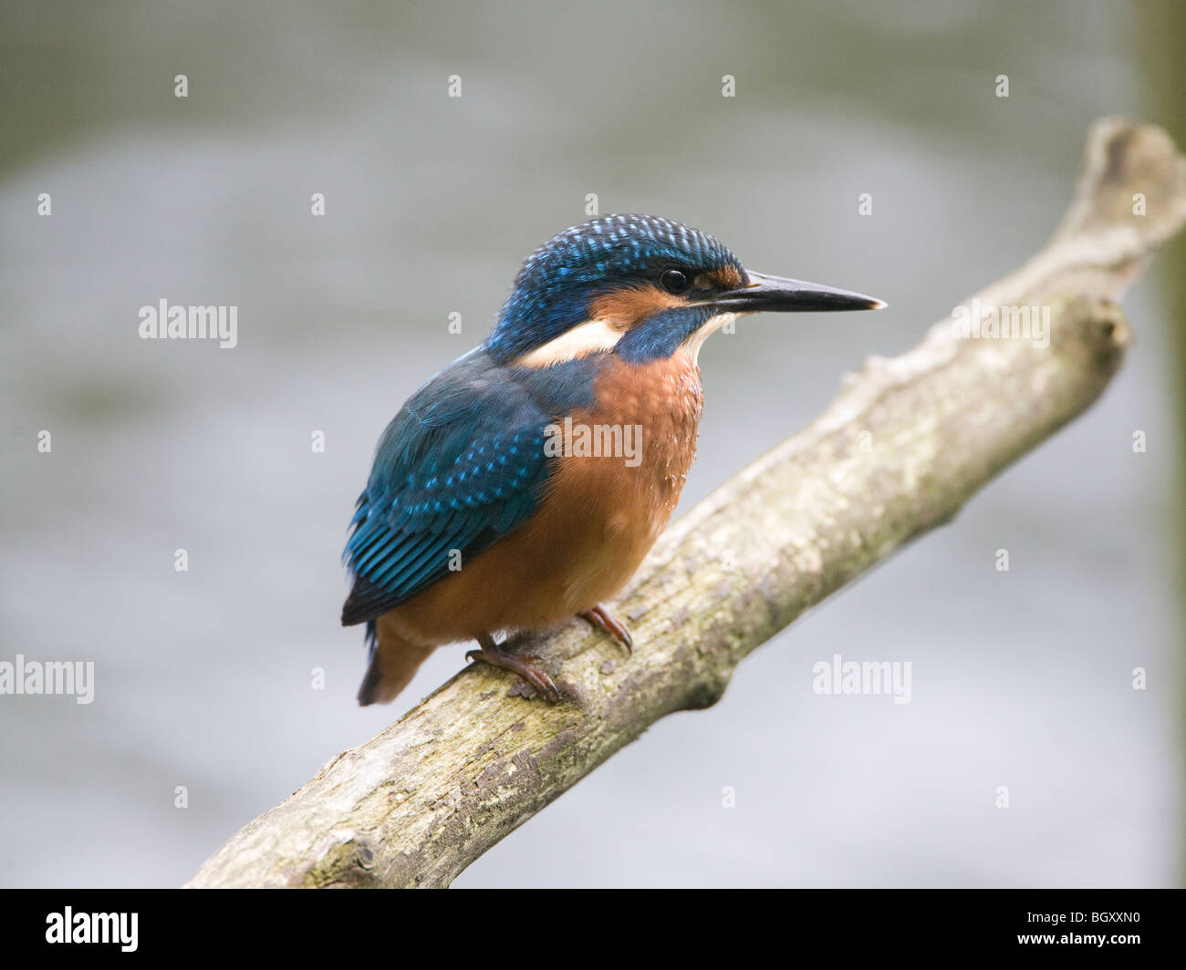 Portrait of  male Common Kingfisher (Alcedo Atthis) perched on a branch overhanging a lake Stock Photo