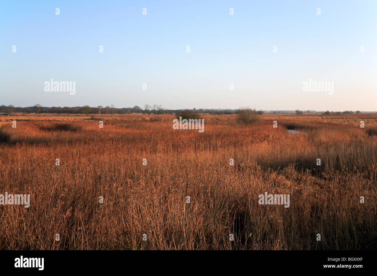 A view over the Hickling Broad National Nature Reserve, Hickling, Norfolk, United Kingdom. Stock Photo