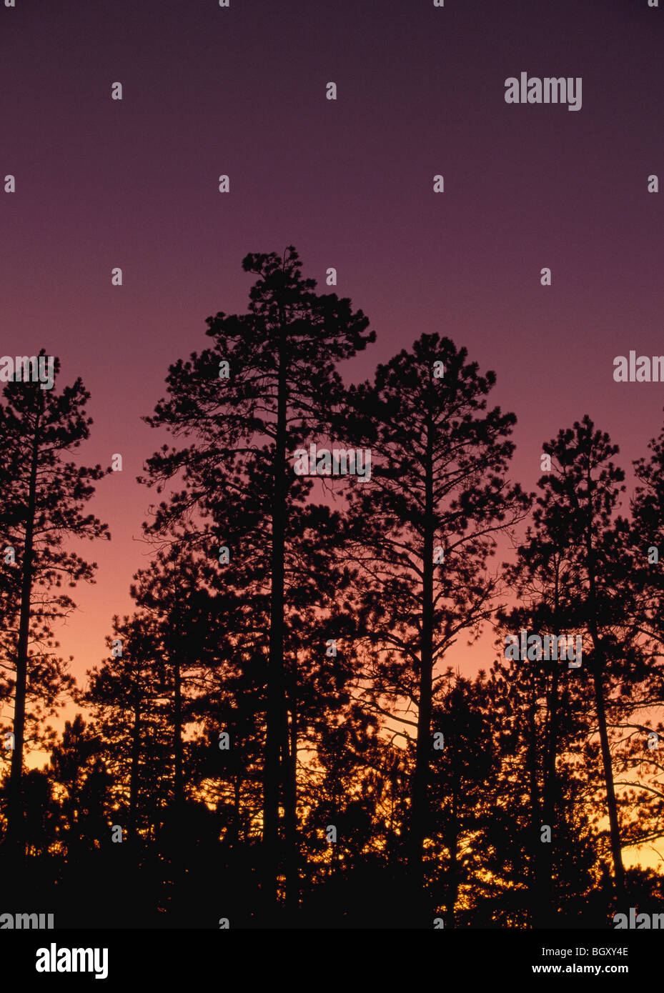 Ponderosa pine trees (Pinus ponderosa), Jemez Mountains, New Mexico, USA Stock Photo Alamy