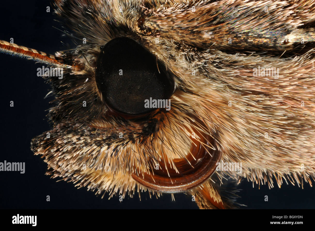 Extreme close up of the face of the silver Y moth Autographa gamma. Stock Photo