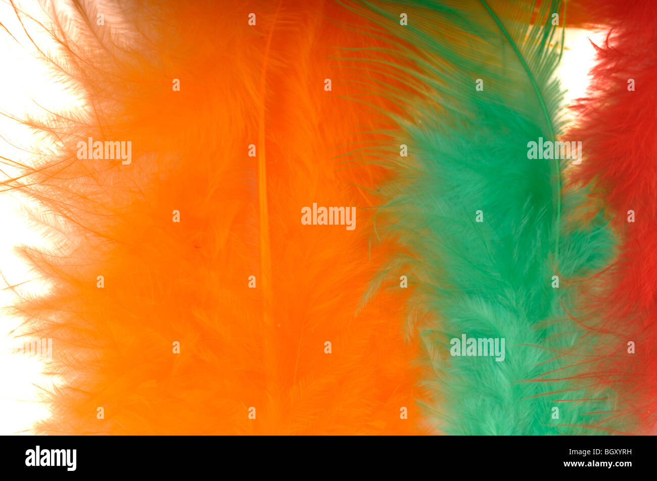 Colored feathers on a white background Stock Photo - Alamy