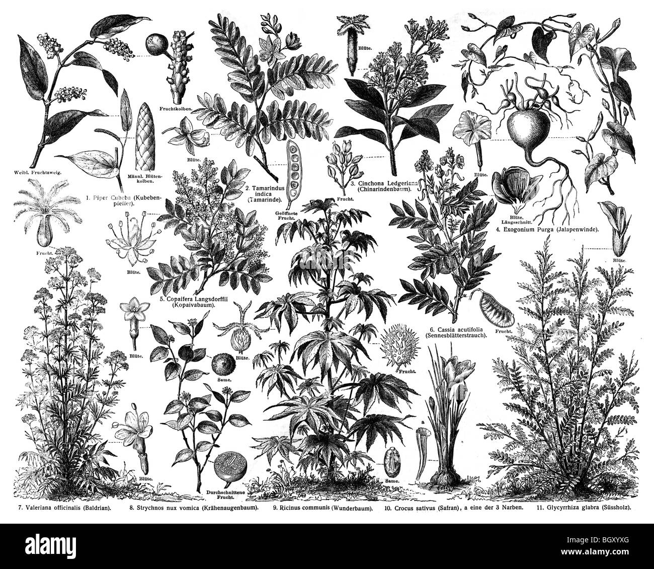 Medicinal Plants B Stock Photo