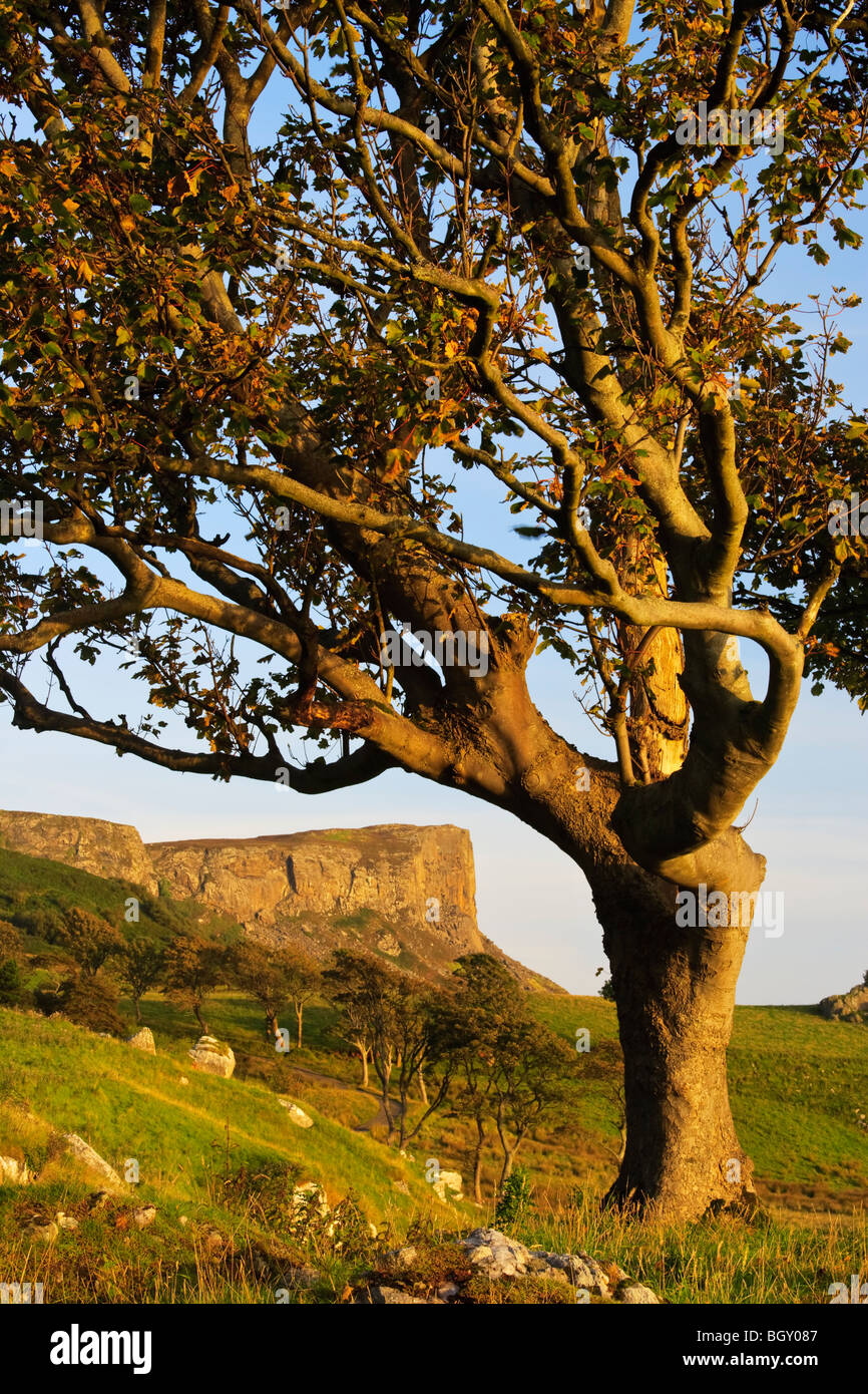 Fair Head (Beann Mhór) from Murlough Bay, framed by a tree lit by early morning sun, County Antrim, Northern Ireland Stock Photo