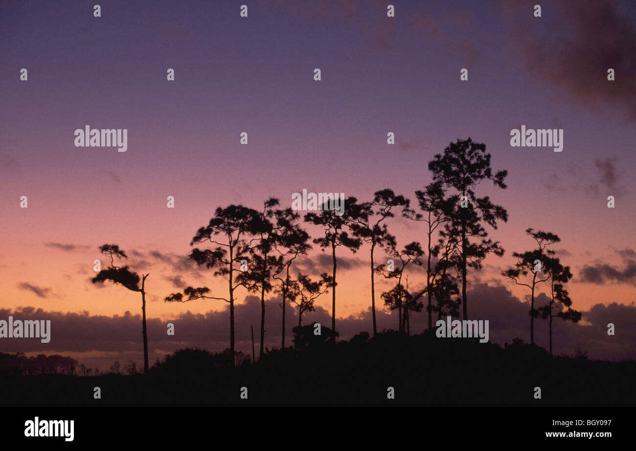Twilight behind slash pine trees (Pinus elliottii) on pine hammock Stock Photo