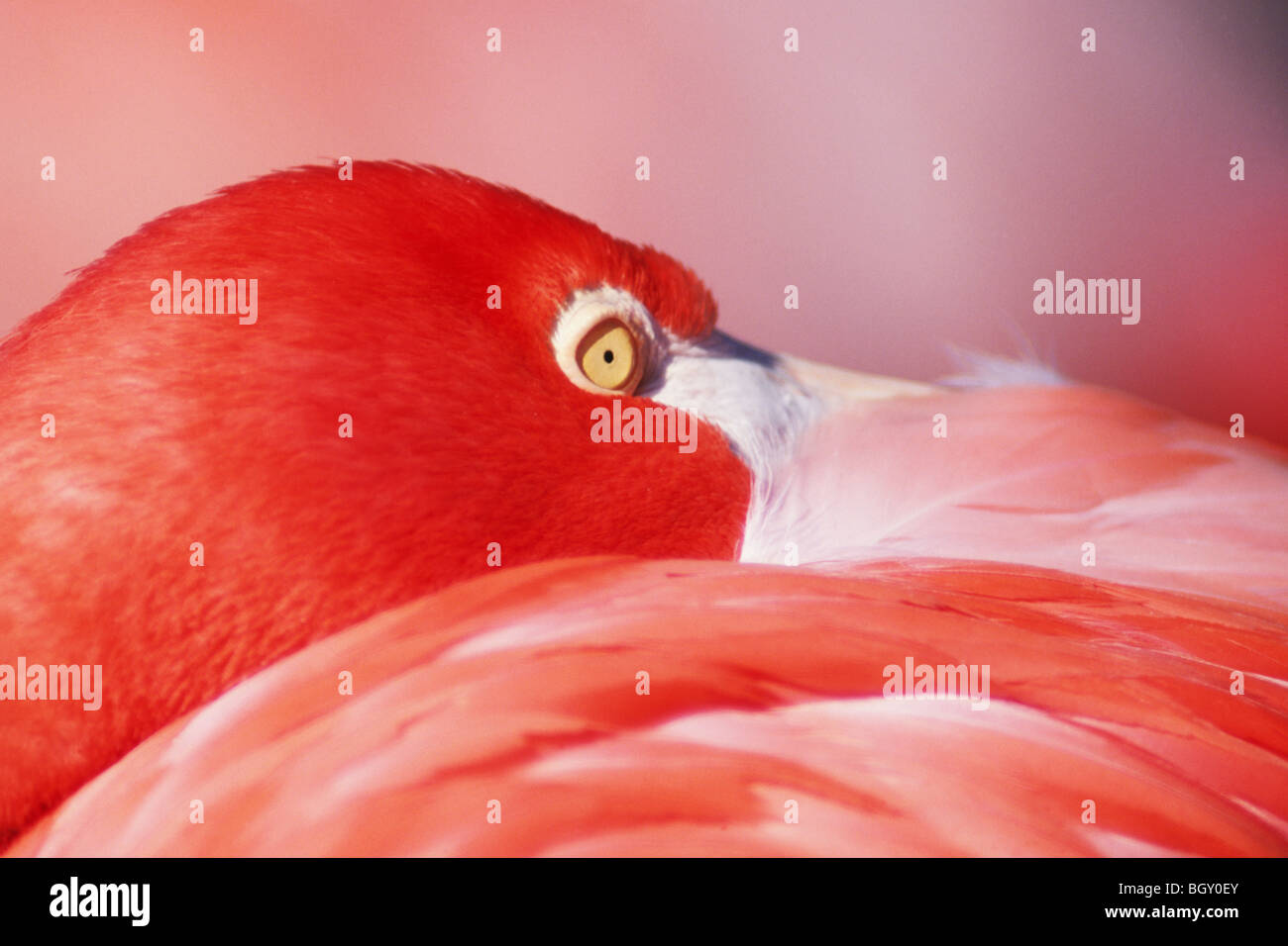 Greater Flamingo (Phoenicopterus ruber) at rest Stock Photo