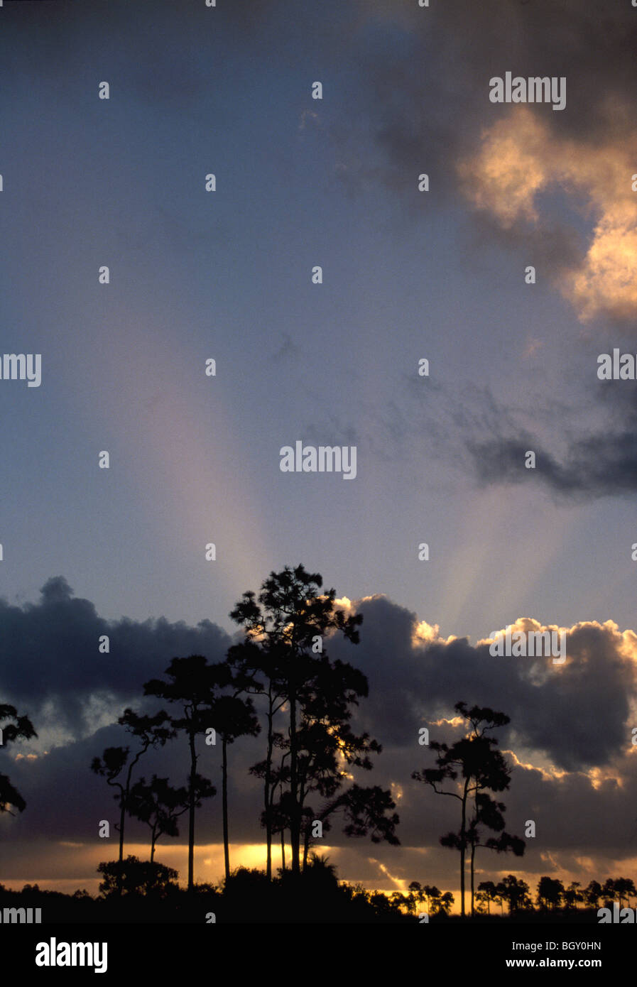 Sunrise behind slash pine trees (Pinus elliottii), Everglades National Park, Florida, USA Stock Photo