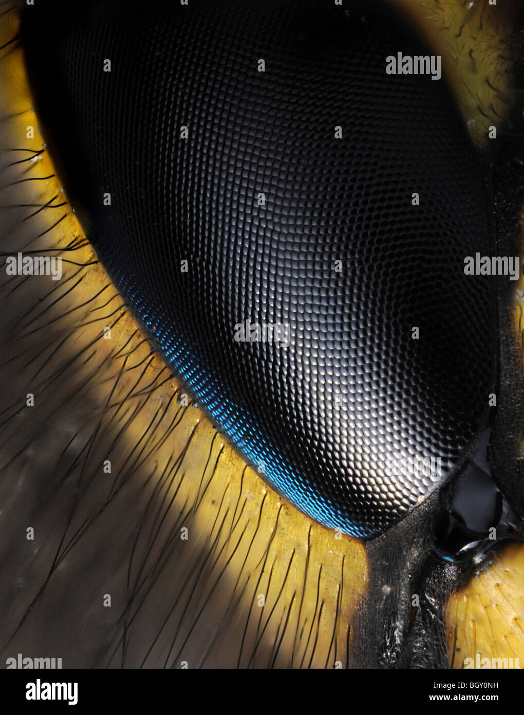 extreme close up image of a wasp's eye Stock Photo