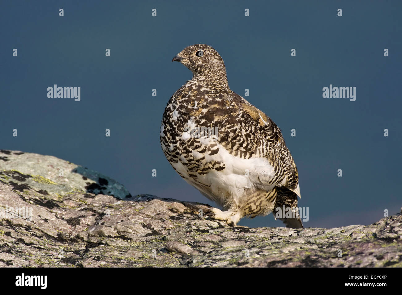 A fall season White tailed Ptarmigan moulting in to it's winter plumage Stock Photo