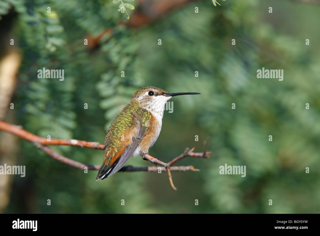Female Roufous Hummingbird What Do Immature Hummingbirds Look Like? A Simple Identification Guide ...