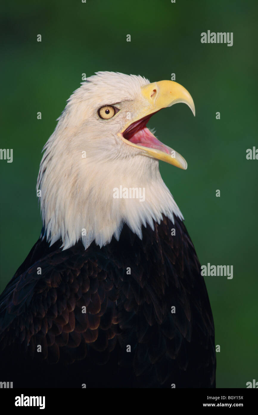 Bald Eagle Haliaeetus leucocephalus Stock Photo