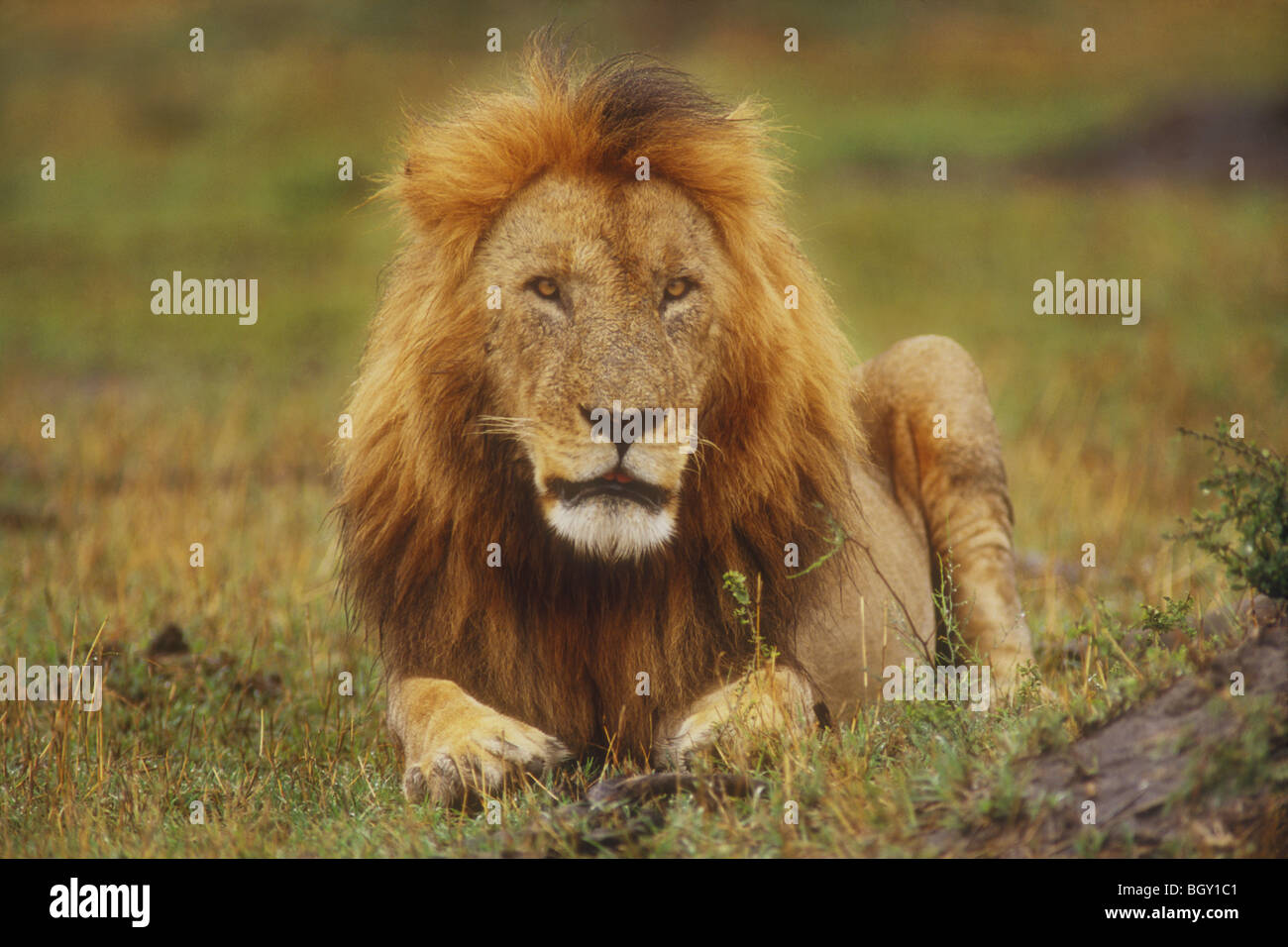An adult male lion (Panthera leo), Masai Mara Game Reserve, Kenya Stock ...
