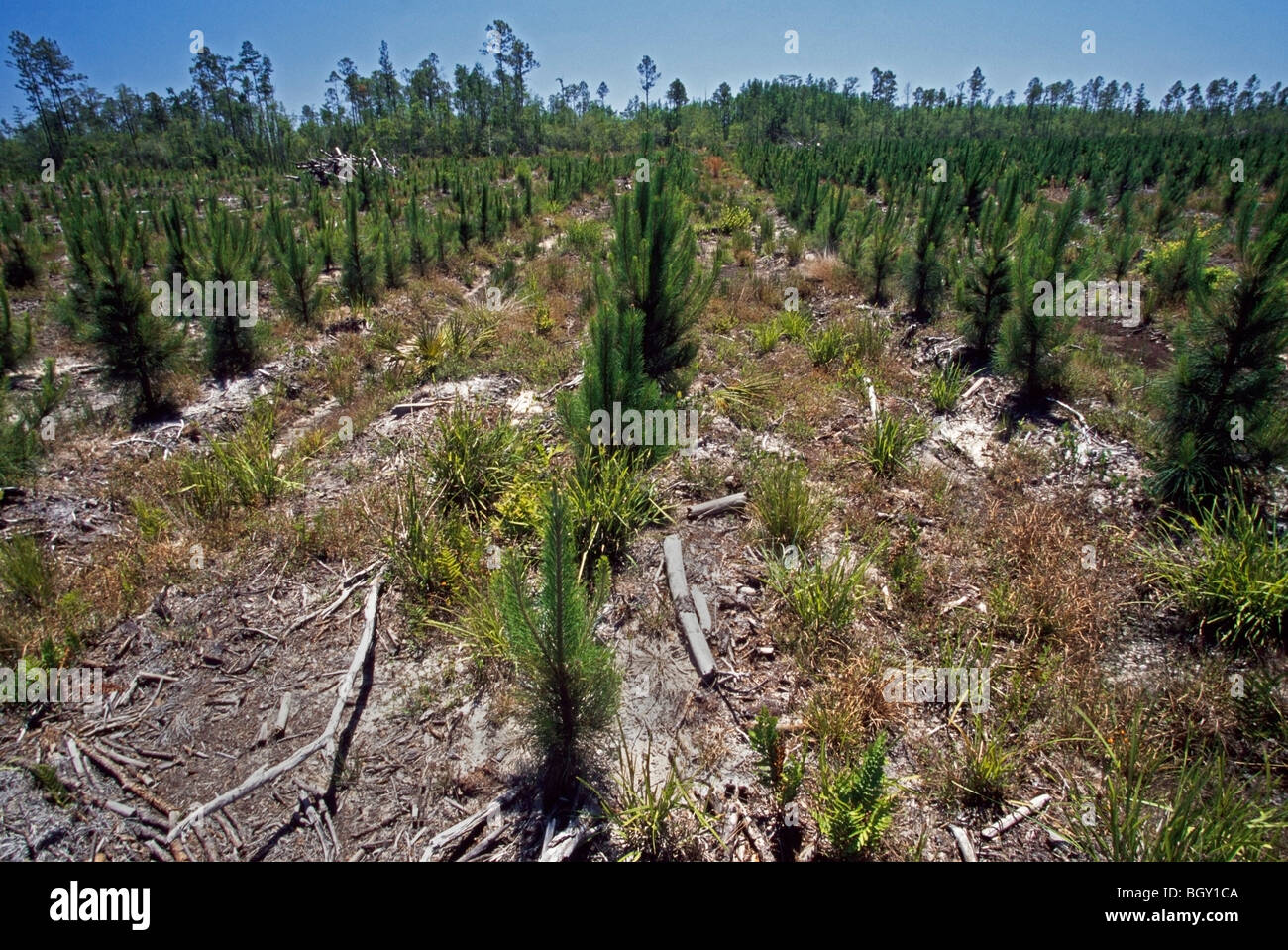 Rows of small pines in forest plantation Stock Photo - Alamy