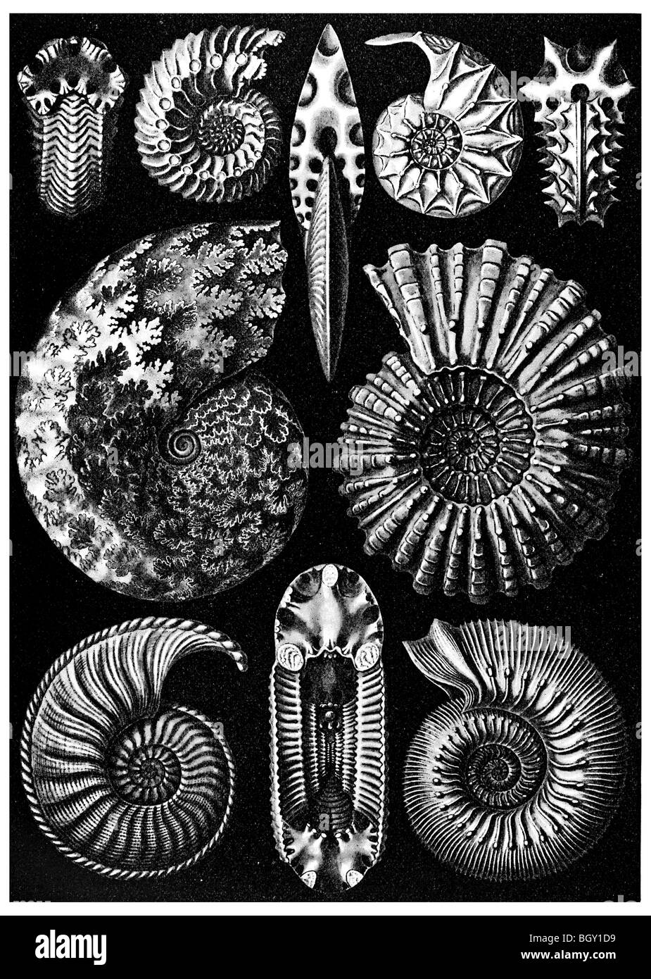 Ammonites Stock Photo