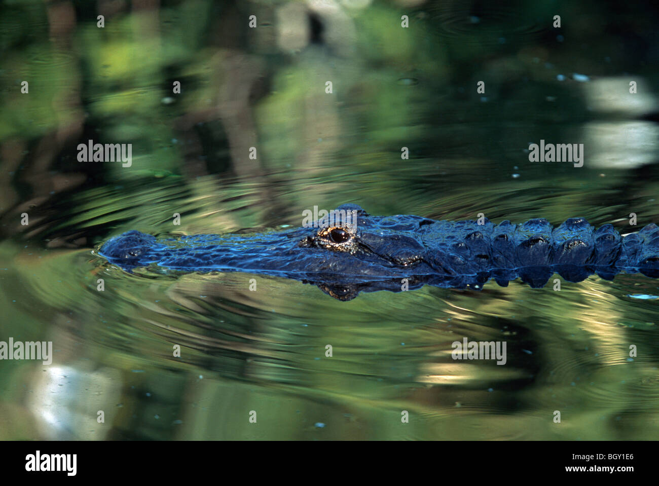 American alligator swimming Stock Photo