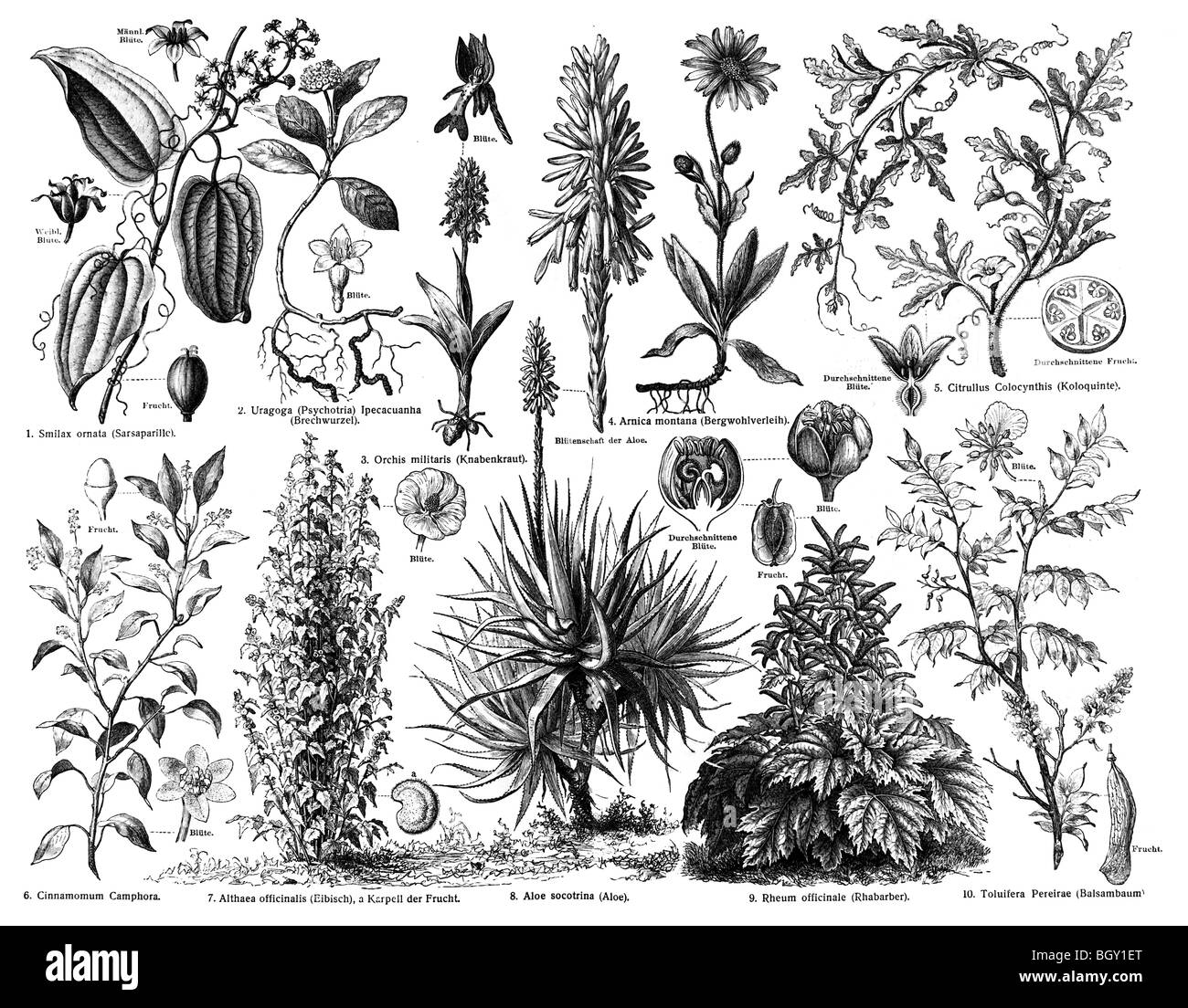 Medicinal Plants A Stock Photo