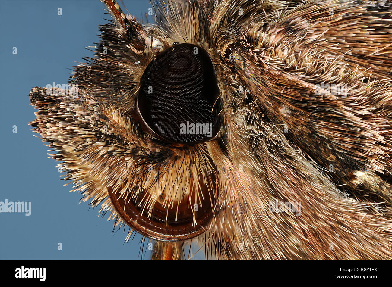 Extreme close up of the face of the silver Y moth Autographa gamma. Stock Photo