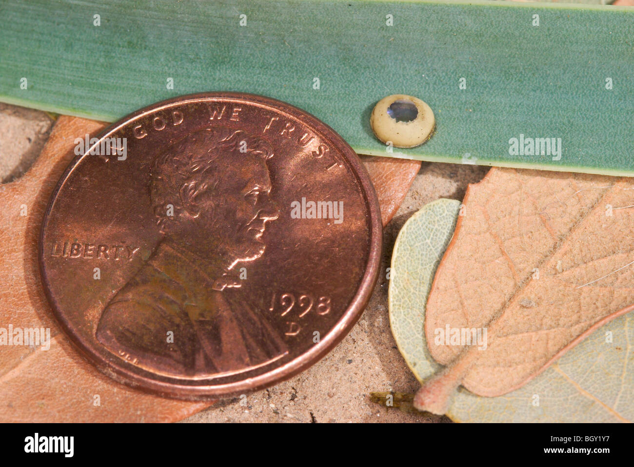 Yucca Giant-Skipper egg in relation to a US Penny Stock Photo