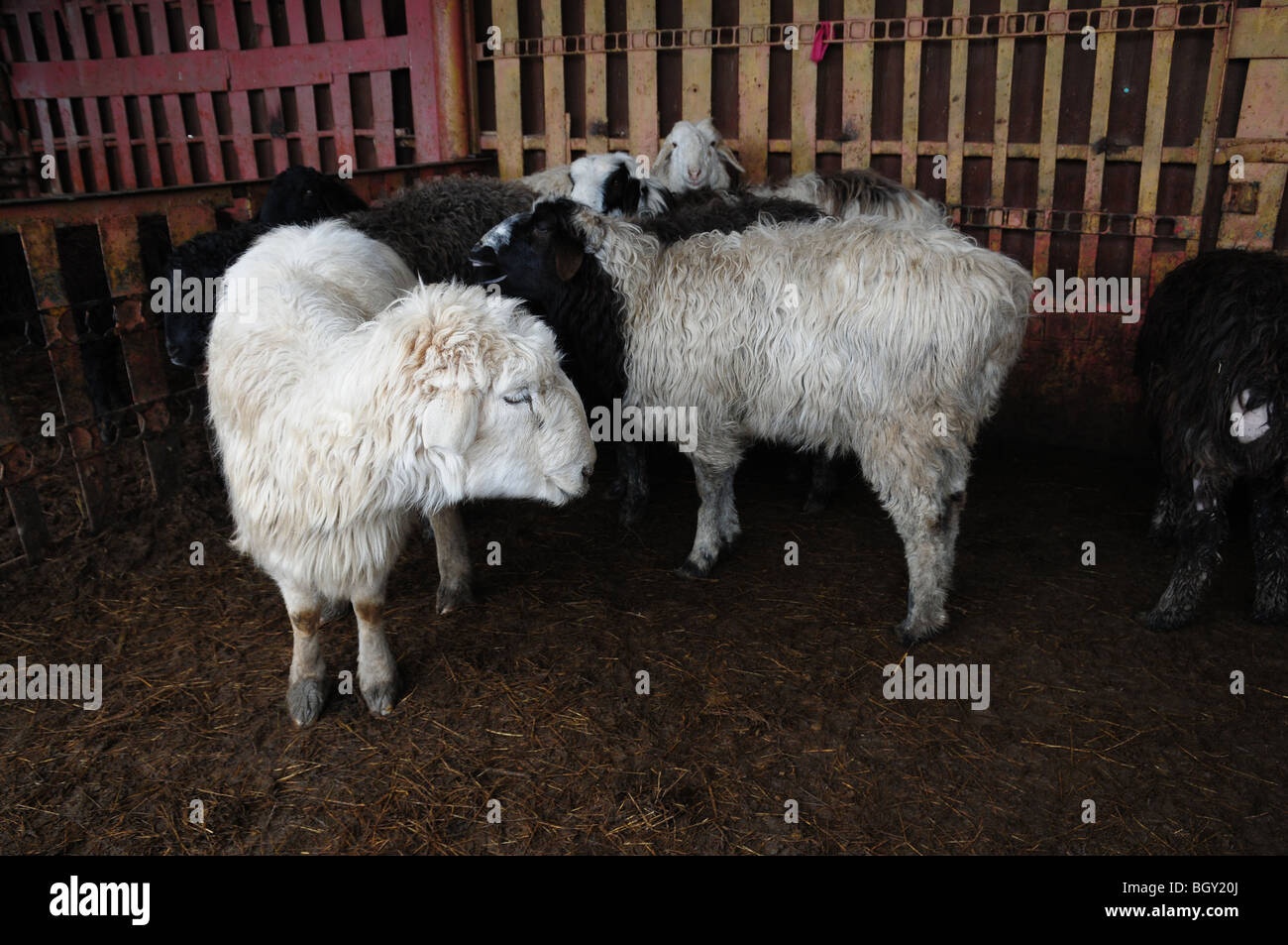 Views of the Livestock markets in Atyrau City in Kazakhstan. here you