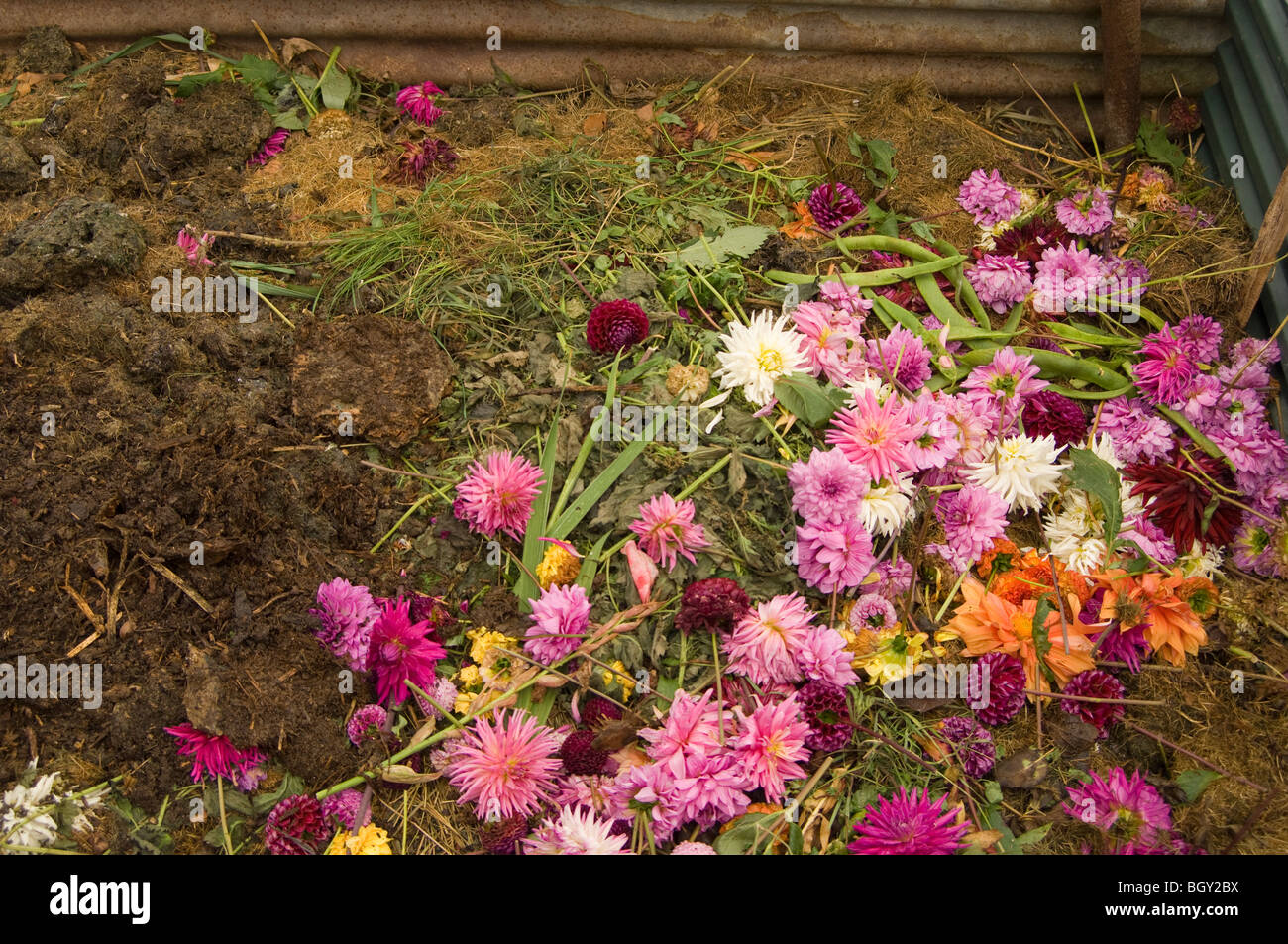 Compost heap on an allotment plot with decaying dahlia flowers Stock