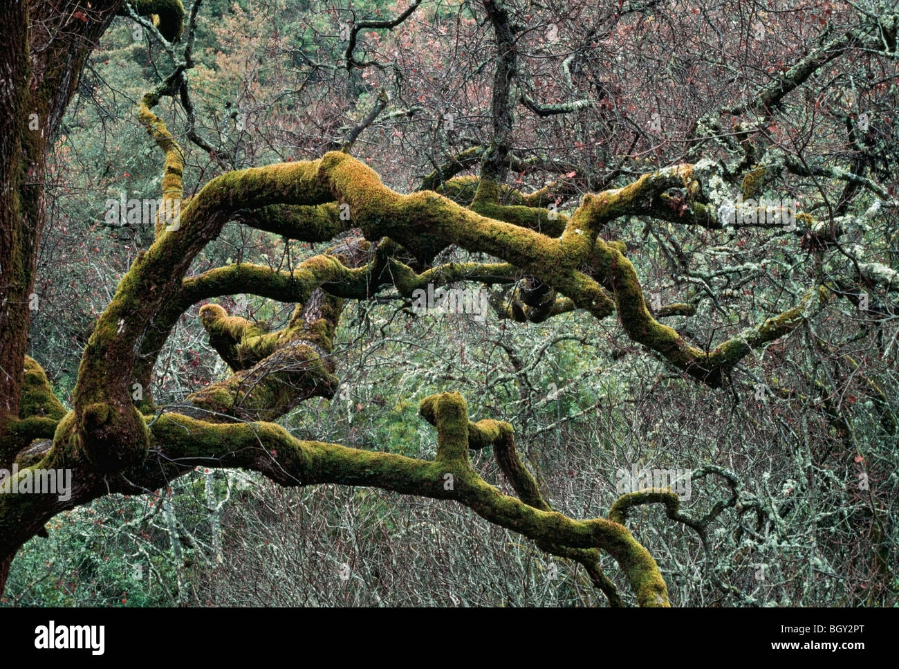 Moss covered limbs of an oak tree in a chaparral-oak woodland Stock Photo